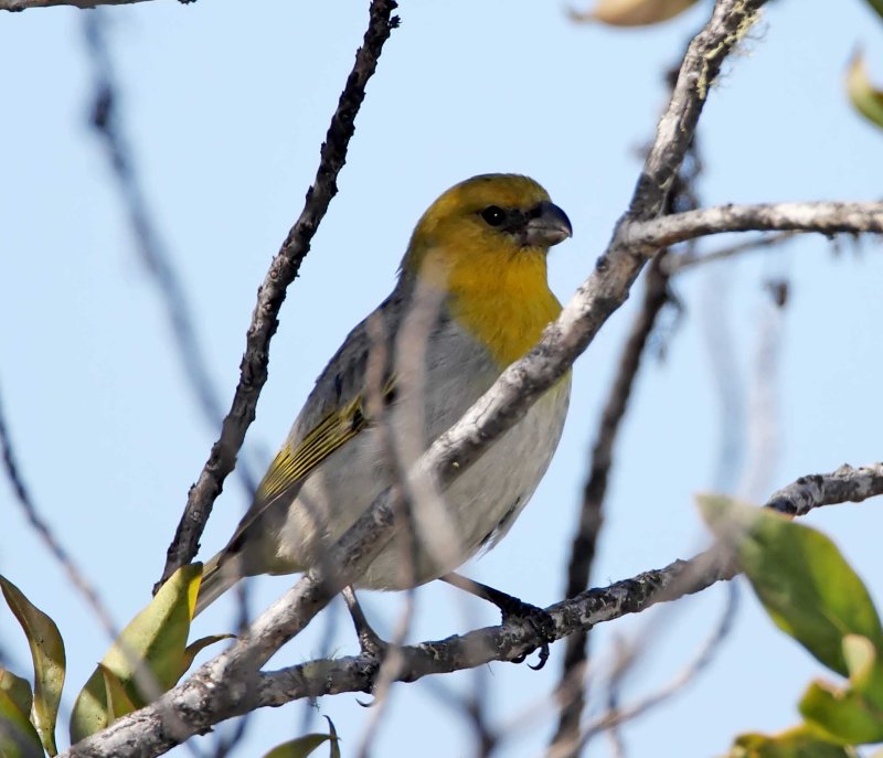 Palila_8412.jpg