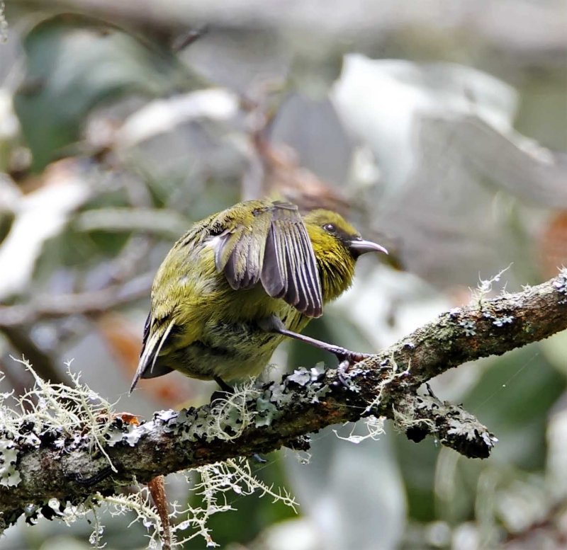 Hawaii Amakihi - male_1396.jpg