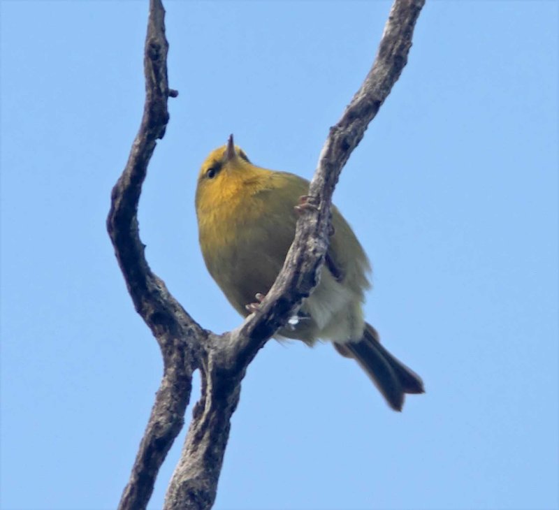 Maui Alauahio_5417.jpg