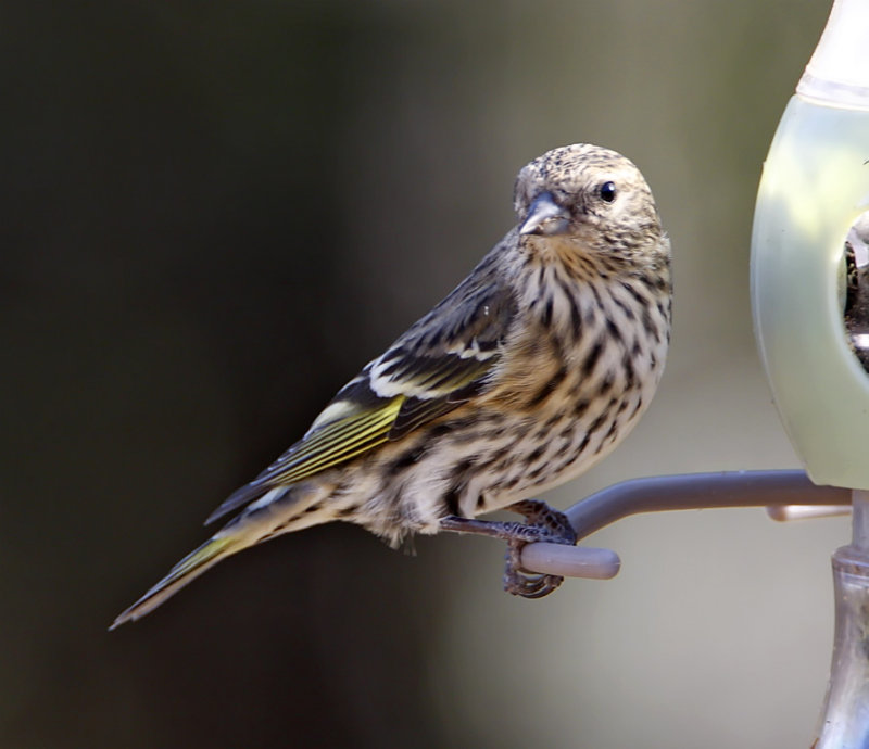 Pine Siskin_0988.jpg