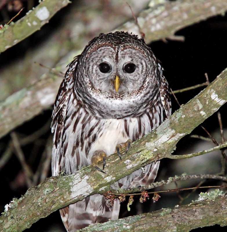 Barred Owl_0360.jpg