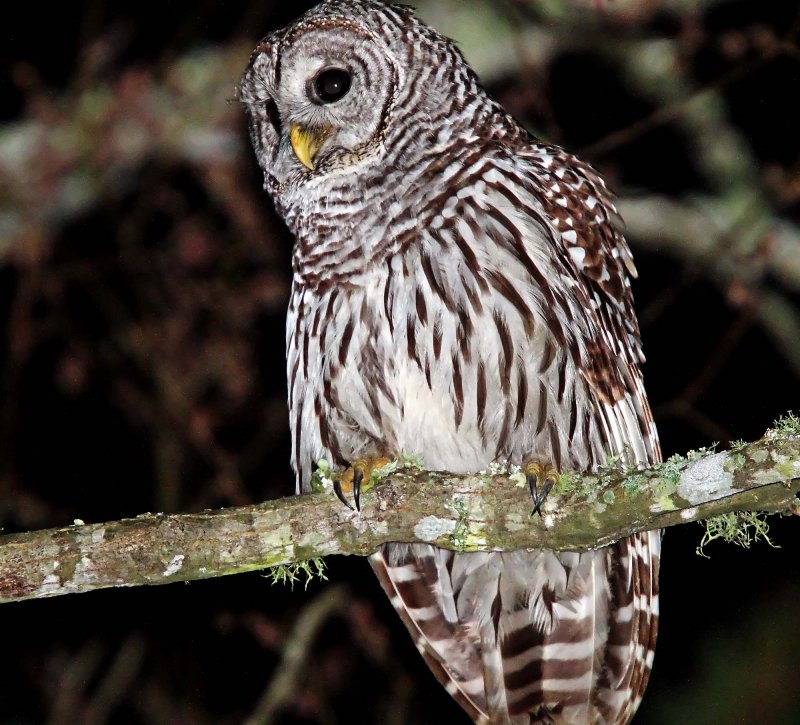 Barred Owl_0368.jpg