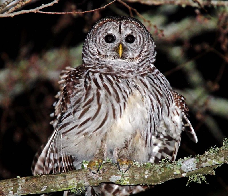 Barred Owl_0371.jpg