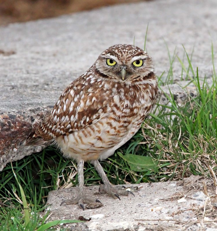 Burrowing Owl_0514.jpg