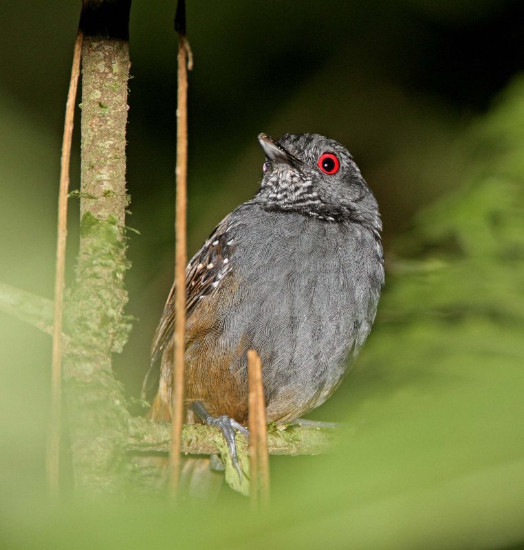 Dull-mantled Antbird - male_1483.jpg