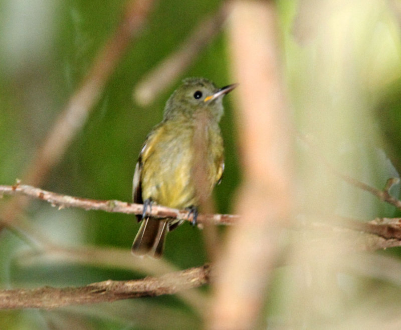 Ochre-bellied Flycatcher_3305.jpg