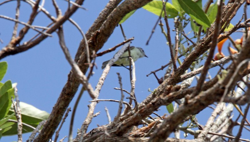 Southern Beardless-Tyrannulet_3116.jpg