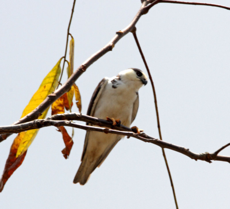 Pearl Kite_3181.jpg