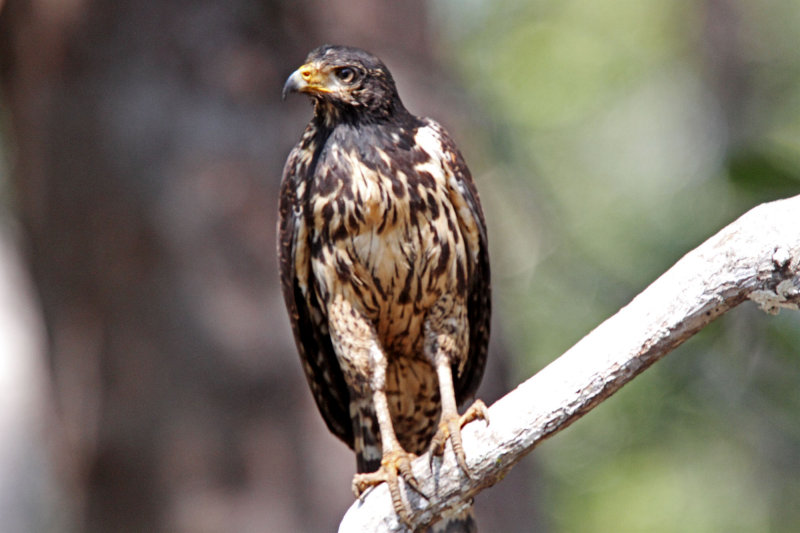 Black Hawk - juvenile_2763.jpg