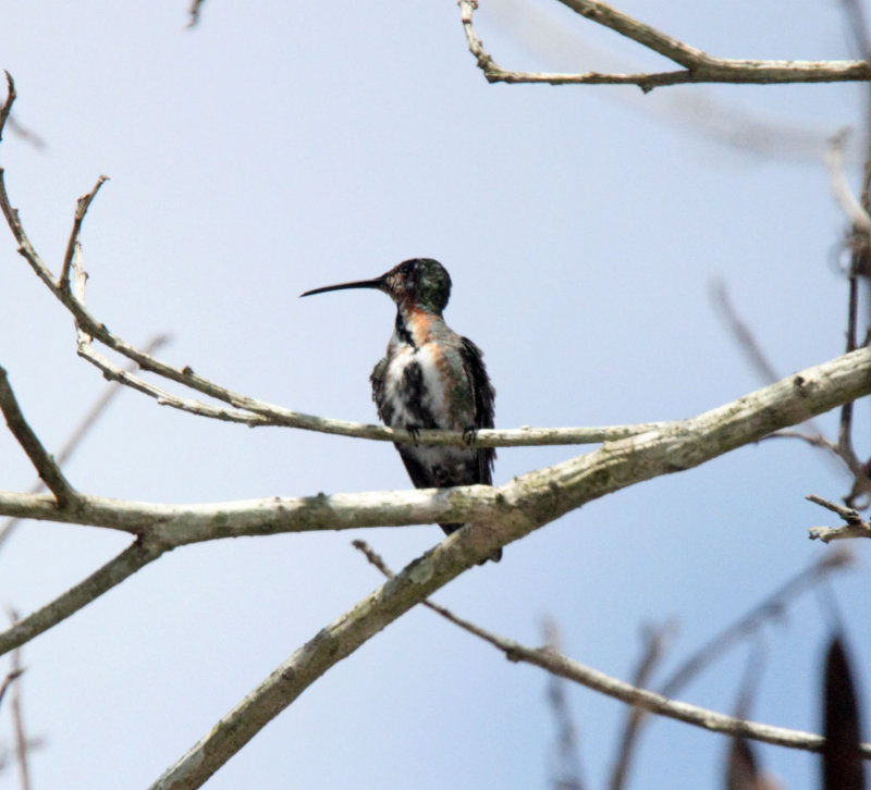 Green-breasted Mango - juvenile_3360.jpg