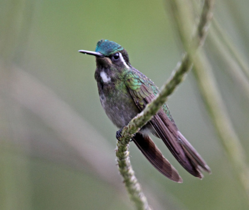 White-throated Mountain-gem - juvenile male_3482.jpg