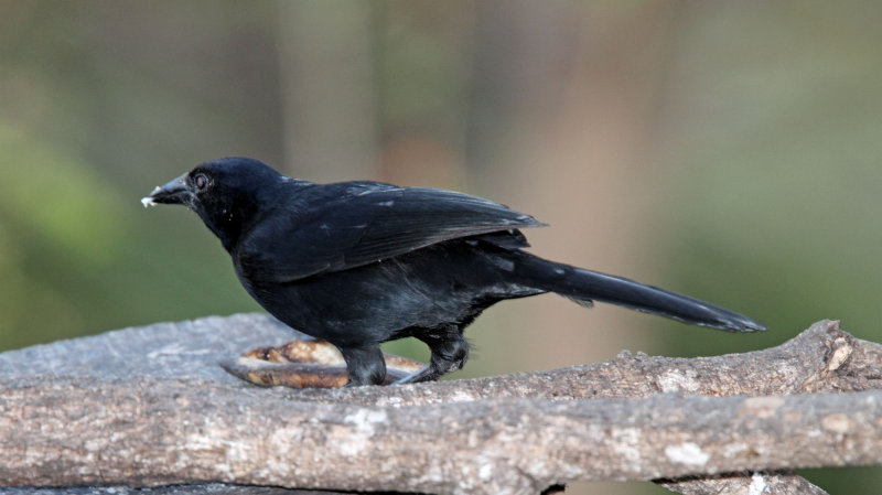 Melodius Blackbird_3098.jpg