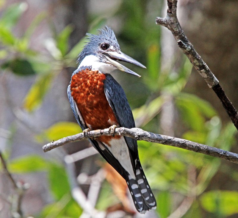 Ringed Kingfisher - male_2747.jpg