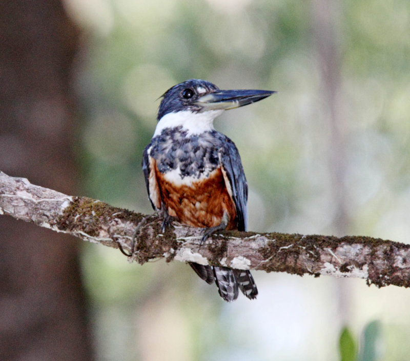 Ringed Kingfisher - female_2680.jpg