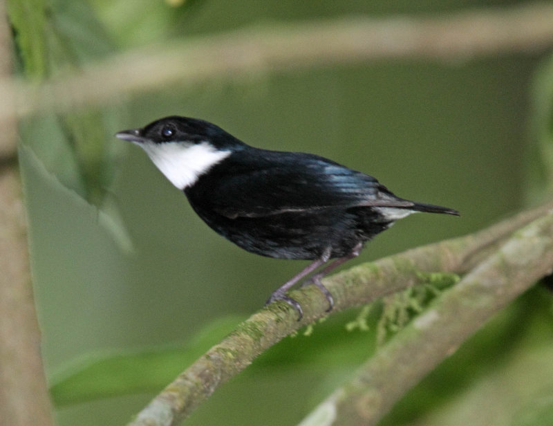 White-ruffed Manakin - male_4203.jpg