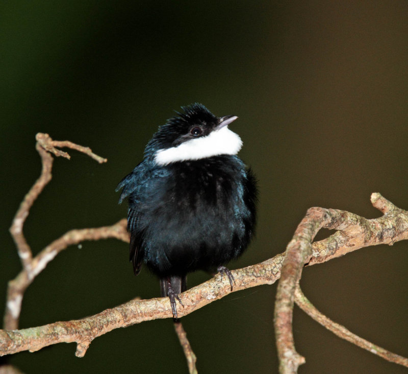 White-ruffed Manakin - male_1760.jpg