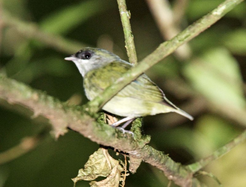 White-ruffed Manakin - juvenile male_4169.jpg