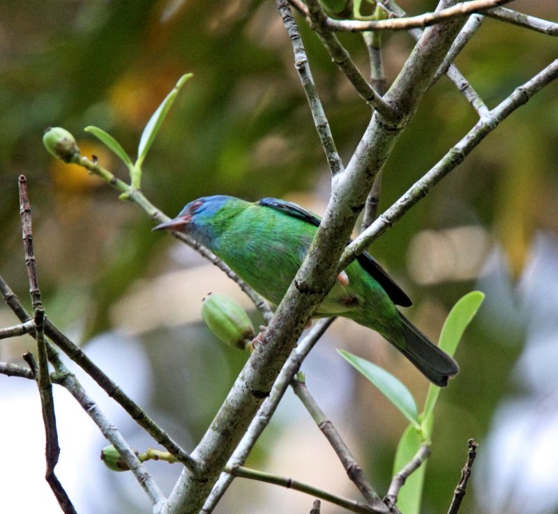 Blue Dacnis - female_3324.jpg