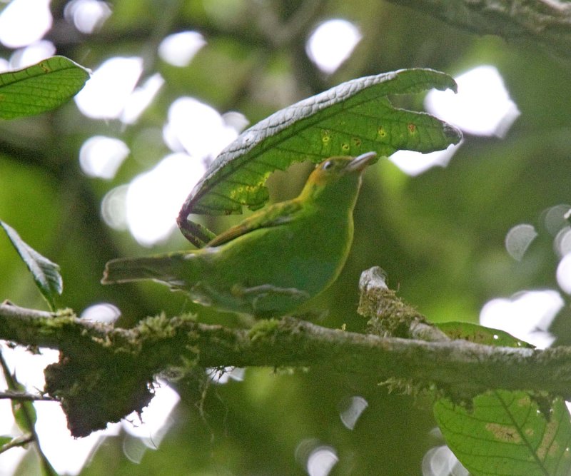 Rufous-winged Tanager - female_1694.jpg