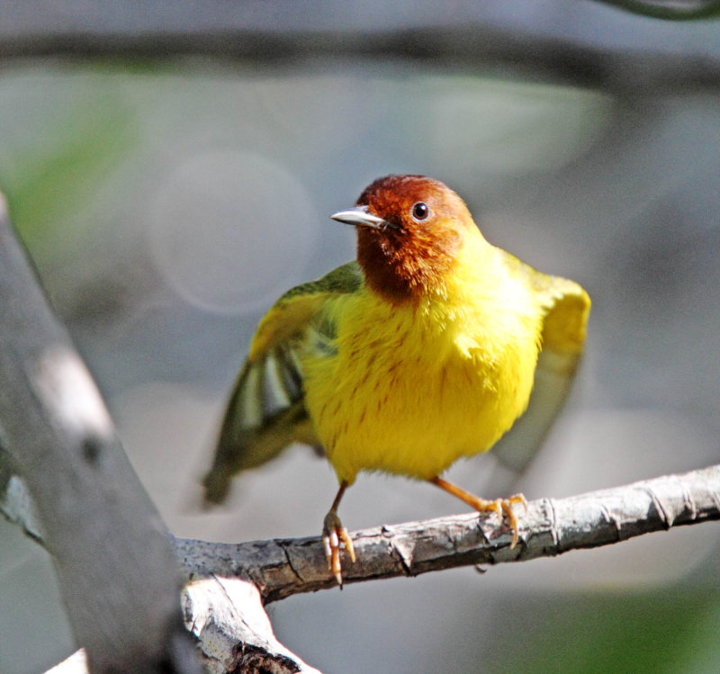 Mangrove Warbler - male_1996.jpg