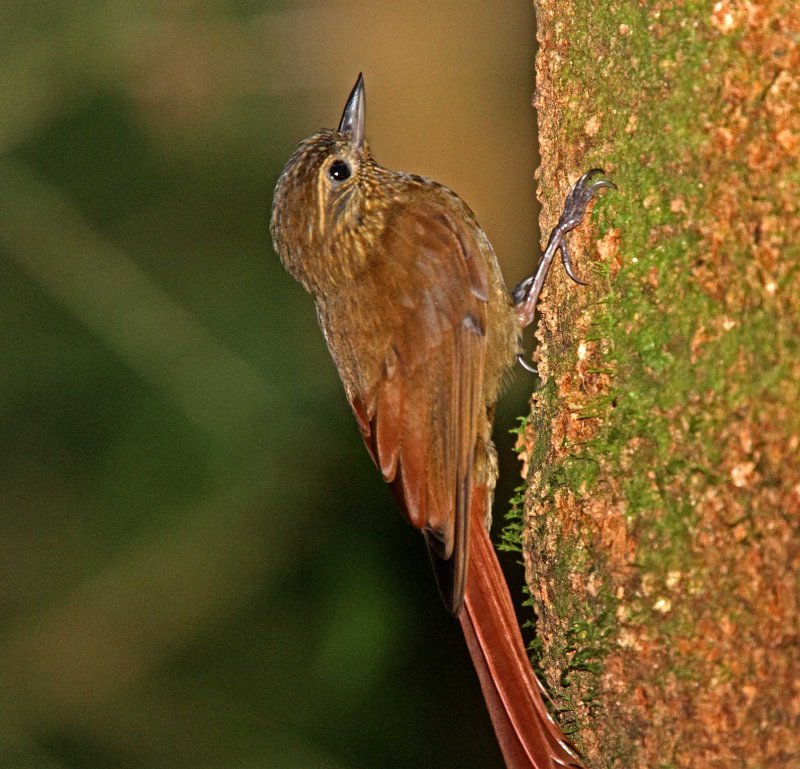 Wedge-billed Woodcreeper_4216.jpg