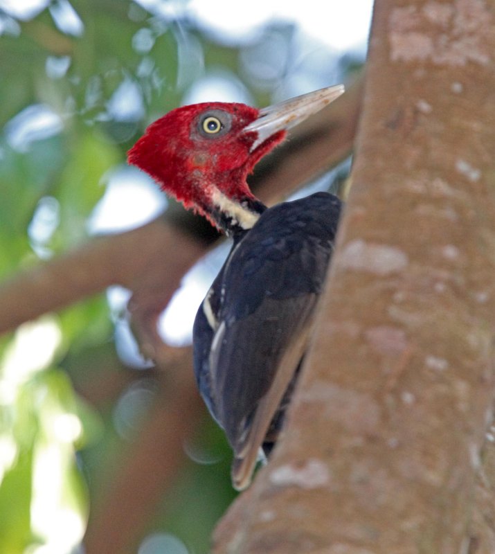 Pale-billed Woodpecker - male_2475.jpg