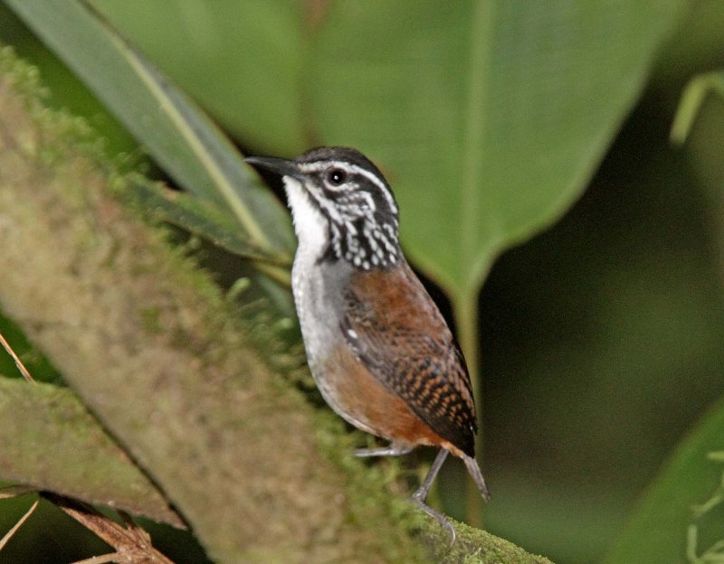 White-breasted Wood-Wren_1630.jpg