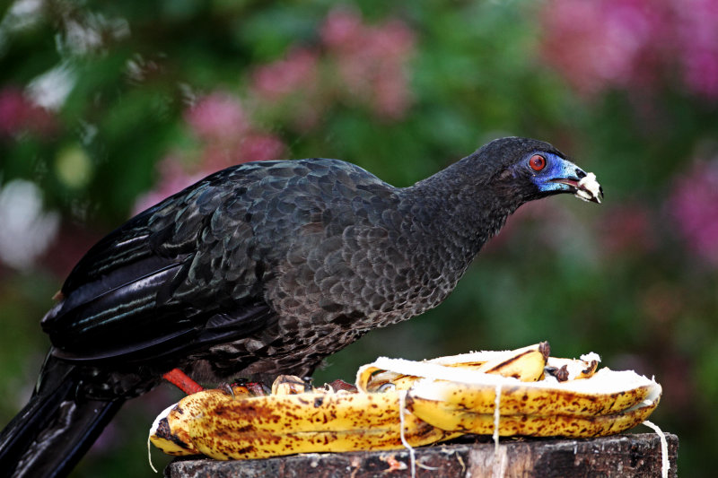 Black Guan_1133.jpg