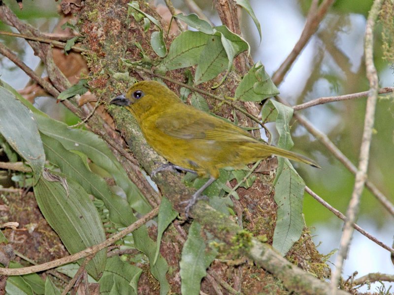 Carmiols Tanager_1495.jpg