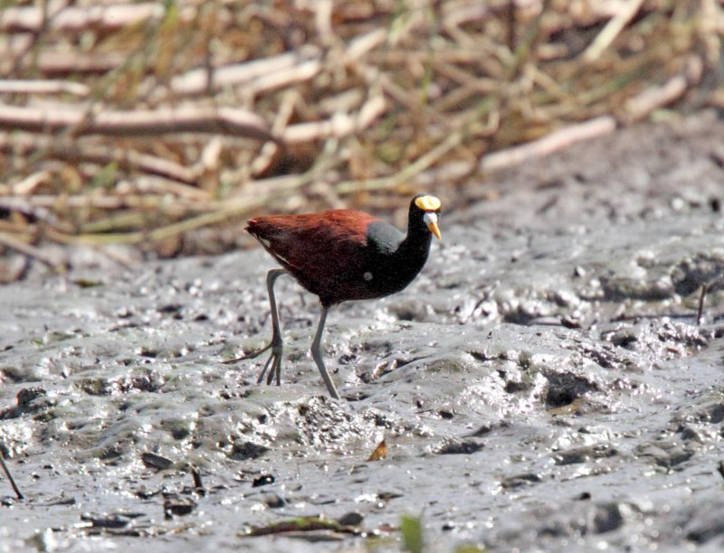 Northern Jacana_2773.jpg