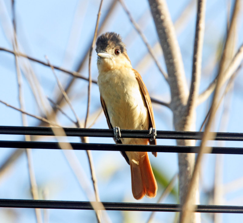 Rose-throated Becard - female_2103.jpg
