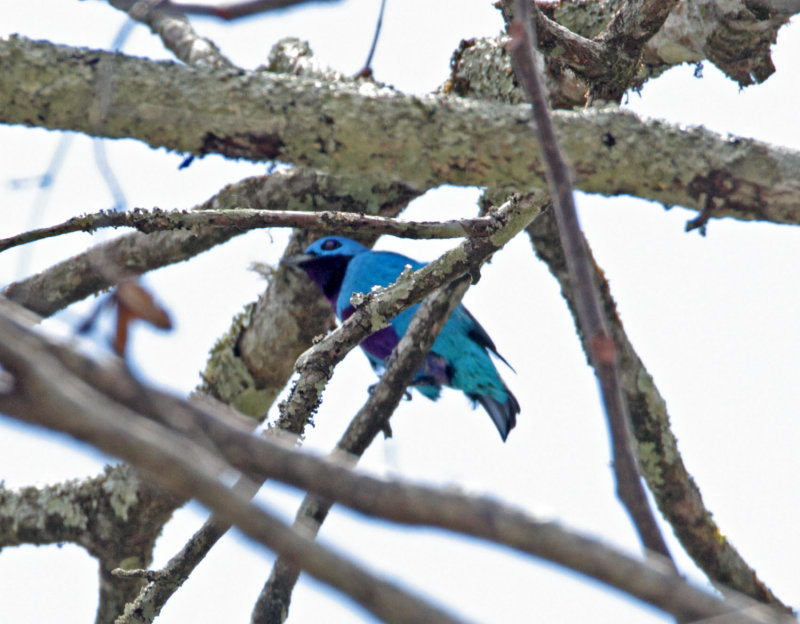 Turquoise Cotinga - male_3152.jpg