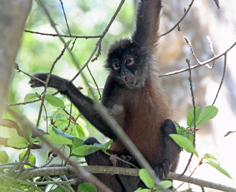Geoffroys Spider Monkey_2339.jpg