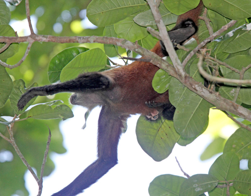 Geoffroys Spider Monkey with baby_2280.jpg