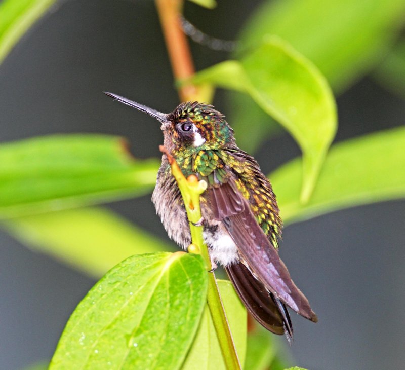 Purple-throated Mountain-gem - male_1139.jpg