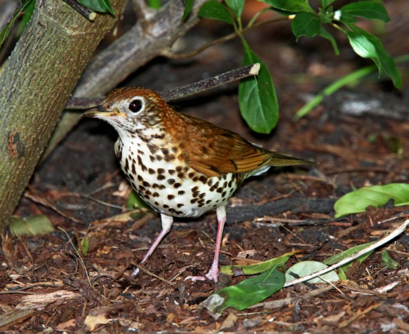 Wood Thrush_3589.jpg