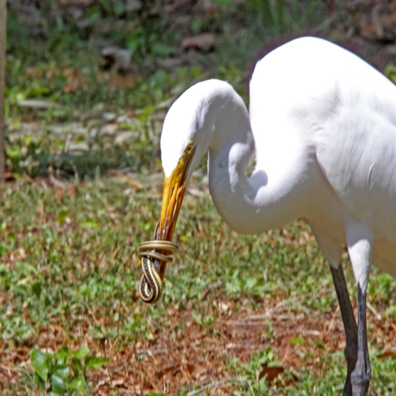 Great Egret with Snake3_3753.jpg