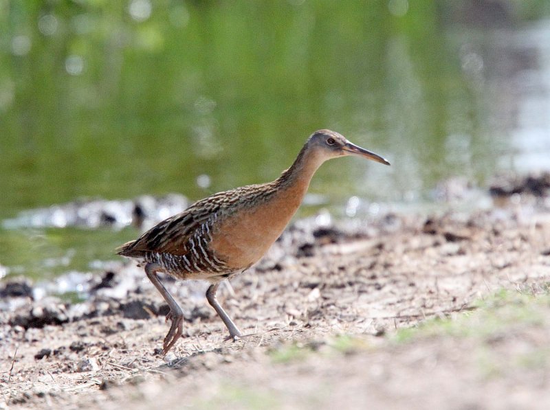 King Rail_4032.jpg