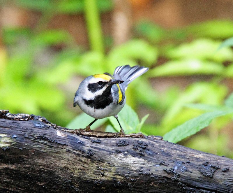 Golden-winged Warbler - male_4181.jpg