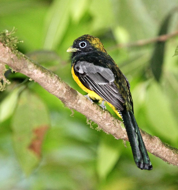 Black-throated Trogon - male_4166.jpg
