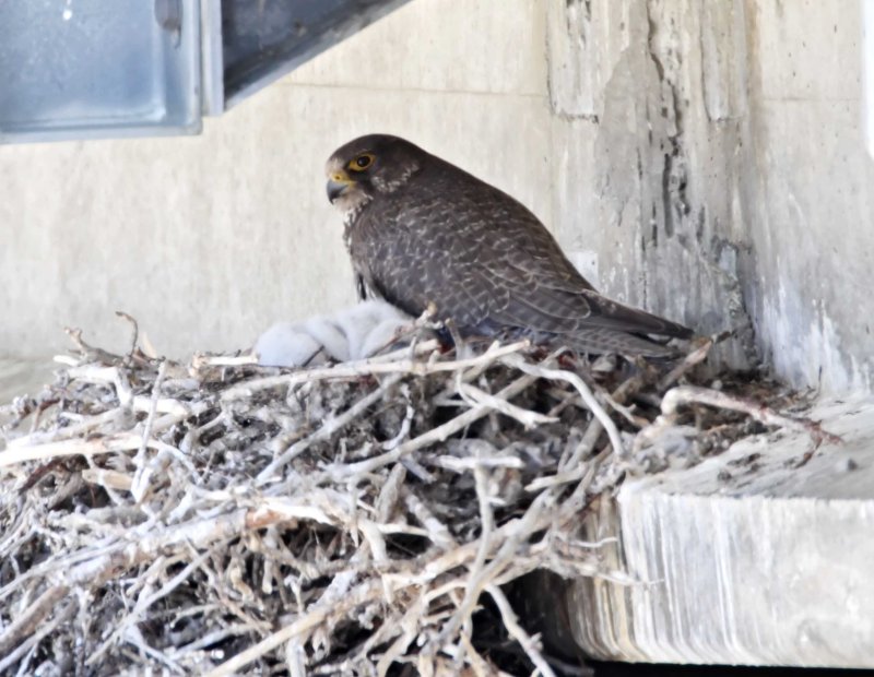 #55 Gyrfalcon - adult_2661.jpg