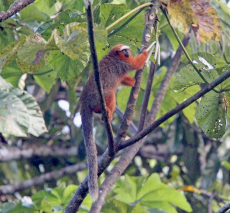White-tailed Titi Monkey_5414.jpg