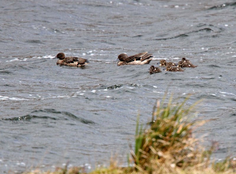 Andean Teal_7089.jpg