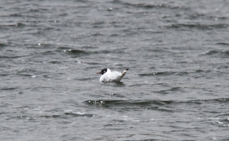 Andean Gull_7064.jpg