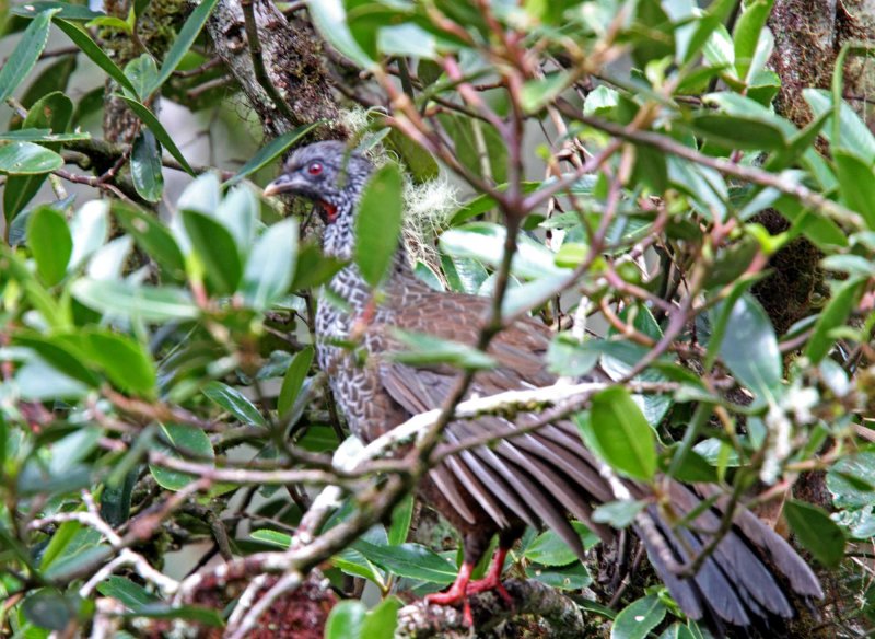 Andean Guan_1583.jpg
