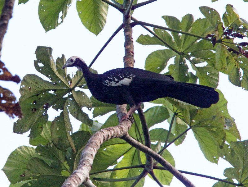 Blue-throated Piping-Guan_5391.jpg