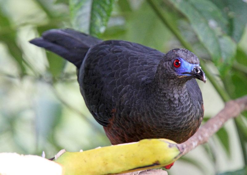 Sickle-winged Guan_8094.jpg