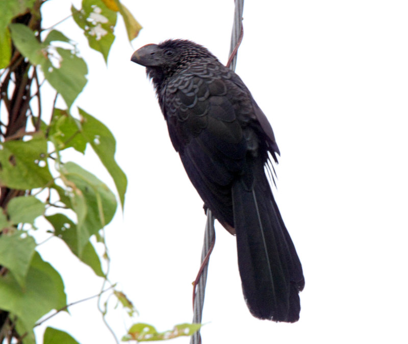Smooth-billed Ani_6211.jpg