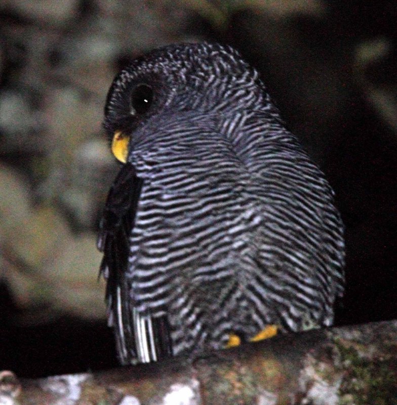 San Isidro Owl_0443.jpg