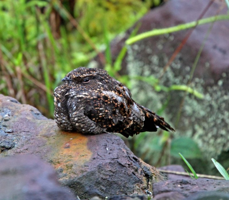 Blackish Nightjar_0347.jpg